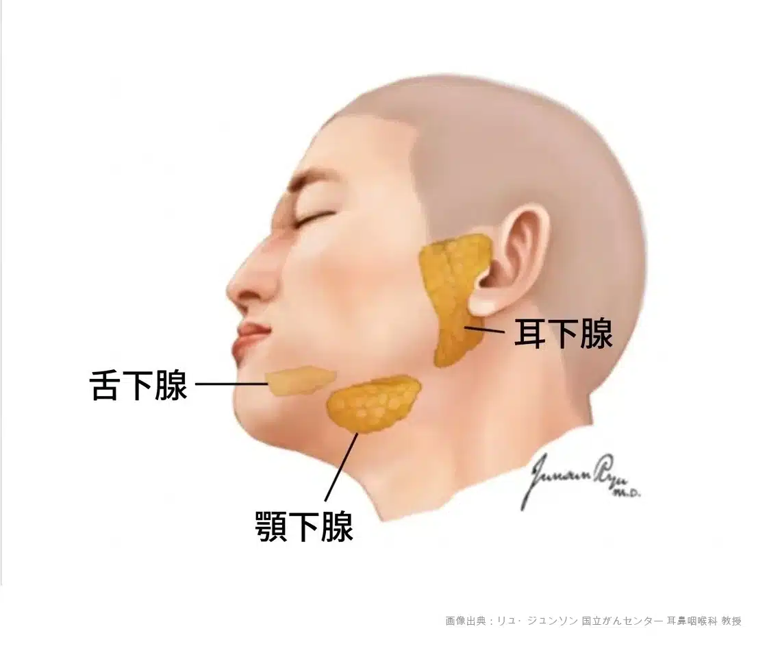 顎 下 腺